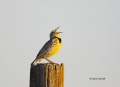 Western-Meadowlark;Meadowlark;Sturnella-neglecta;One;one-animal;avifauna;bird;bi